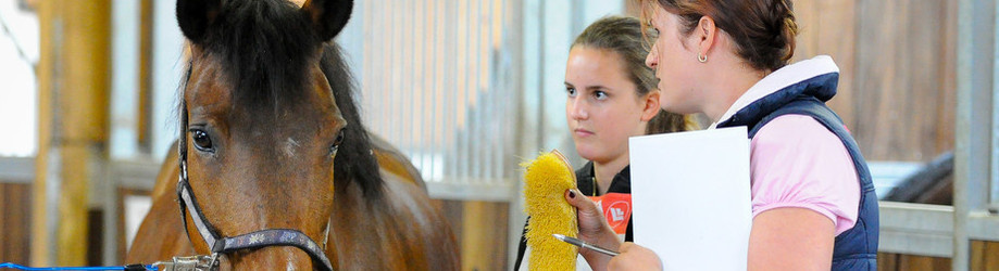 Une séance du Comité de la FSSE sous le signe de la reprise des  manifestations de sport équestre - Swiss Equestrian